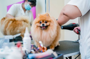 Bakımcı kuaförde yıkandıktan sonra Pomeranya köpeğini kurutur..