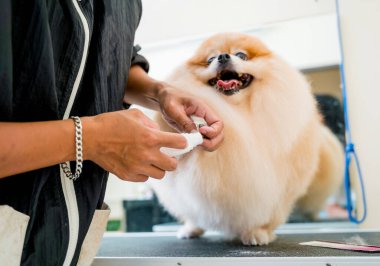 Tımarcı pençelerini cilalıyor kuaförde Pomeranya köpeği.