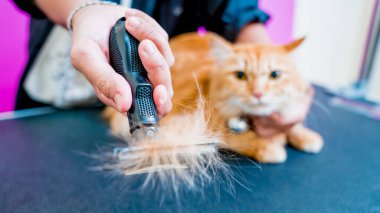 Groomer kuaförde güzel kırmızı bir kedi kesiyor.