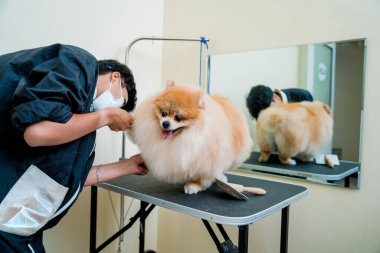 Koruyucu maskeli bir tımarcı kuaförde Pomeranya köpeği kesiyor.