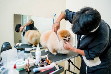 Koruyucu maskeli bir tımarcı kuaförde Pomeranya köpeği kesiyor.