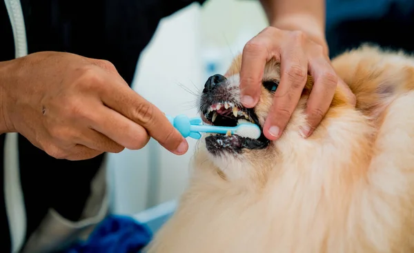 Groomer Reinigt Pomeranian Hond Tanden Bij Grooming Salon — Stockfoto