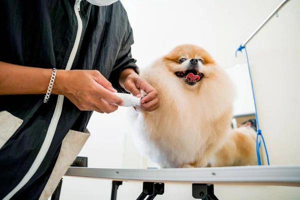 Groomer Polishing Claws Pomeranian Dog Grooming Salon — Stock Photo, Image