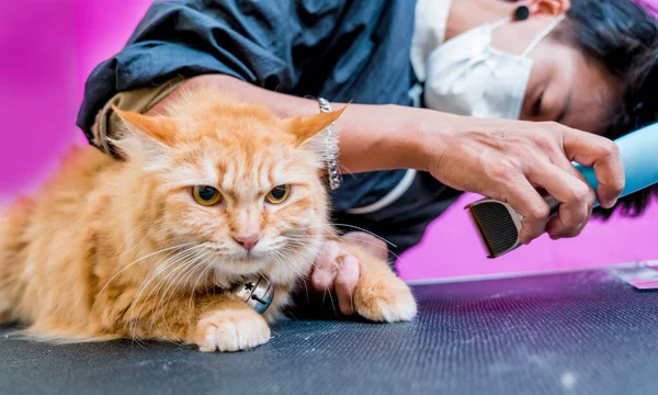 Groomer Різання Красивої Червоної Кішки Салон Догляду — стокове фото