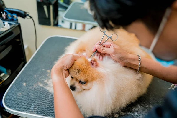 Pfleger Mit Mundschutz Reinigt Pommersche Hundeohren Pflegesalon — Stockfoto