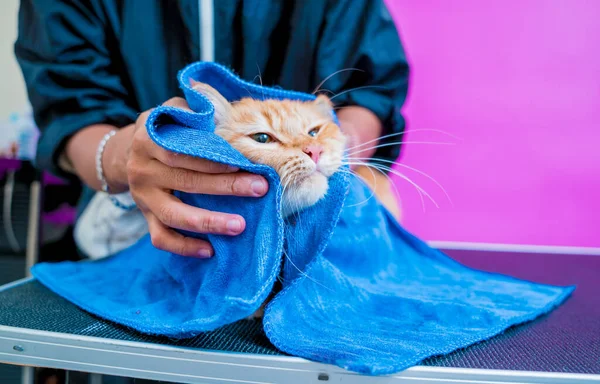 美容师在美容美发沙龙洗完后 擦拭了一只漂亮的红猫 — 图库照片