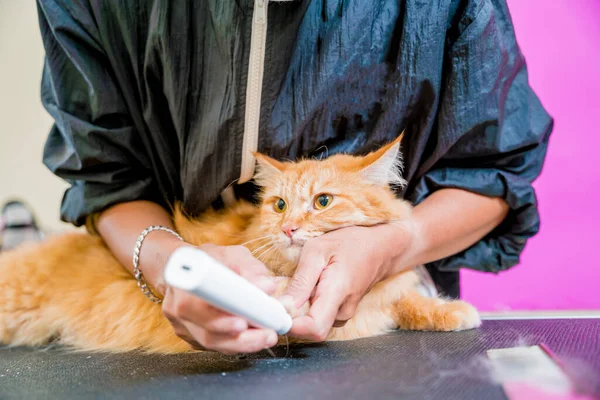 Грумер Полирует Когти Красивая Красная Кошка Парикмахерской — стоковое фото