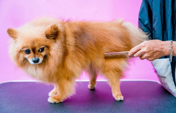 美容美发沙龙切割波美拉尼亚犬 — 图库照片