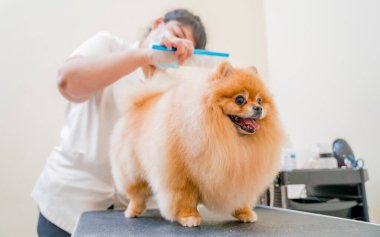Koruyucu maskeli bir tımarcı kuaförde Pomeranya köpeği kesiyor.