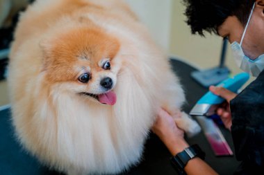 Koruyucu maskeli tımarcı kuaförde Pomeranian köpeği kesiyor.