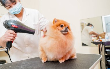 Bakımcı kuaförde yıkandıktan sonra Pomeranya köpeğini kurutur..