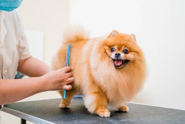 Koruyucu maskeli bir tımarcı kuaförde Pomeranya köpeği kesiyor.