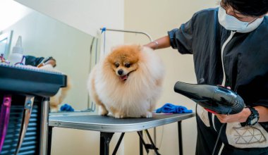 Koruyucu maskeli tımarcı kuaförde Pomeranian köpeği kesiyor.