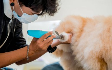 Koruyucu maskeli tımarcı kuaförde Pomeranian köpeği kesiyor.