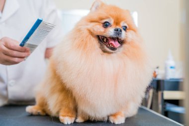 Koruyucu maskeli bir tımarcı kuaförde Pomeranya köpeği kesiyor.