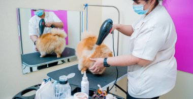 Bakımcı kuaförde yıkandıktan sonra Pomeranya köpeğini kurutur..