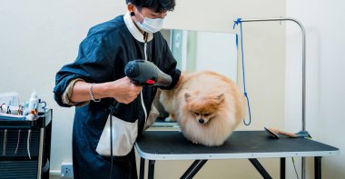 Bakımcı kuaförde yıkandıktan sonra Pomeranya köpeğini kurutur..