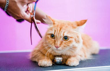 Groomer kuaförde güzel kırmızı bir kedi kesiyor.