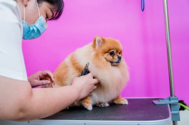 Koruyucu maskeli bir tımarcı kuaförde Pomeranya köpeği kesiyor.