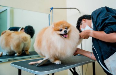 Koruyucu maskeli bir tımarcı kuaförde Pomeranya köpeği kesiyor.