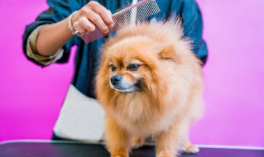 Groomer kuaförde Pomeranya köpeği kesiyor.