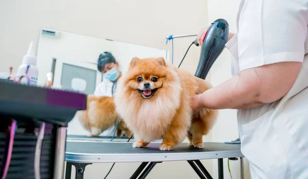 Groomer Vyhodit Vysušit Pomeranian Pes Umytí Kadeřnictví — Stock fotografie