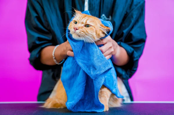 Groomer Wipes Beautiful Red Cat Washing Grooming Salon — Stock Photo, Image