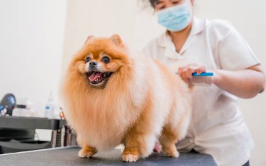 Koruyucu maskeli bir tımarcı kuaförde Pomeranya köpeği kesiyor.