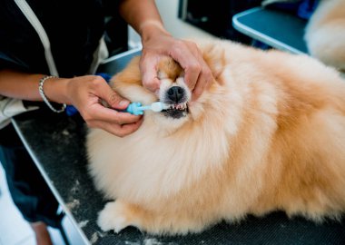 Tımarcı kuaförde Pomeranya köpek dişlerini temizliyor.