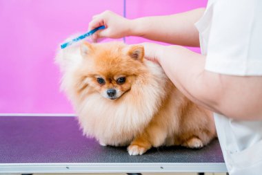 Koruyucu maskeli bir tımarcı kuaförde Pomeranya köpeği kesiyor.