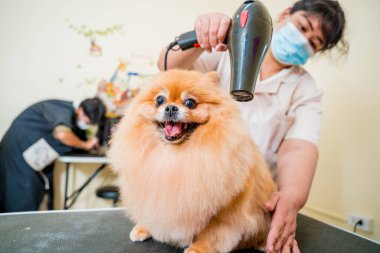 Bakımcı kuaförde yıkandıktan sonra Pomeranya köpeğini kurutur..