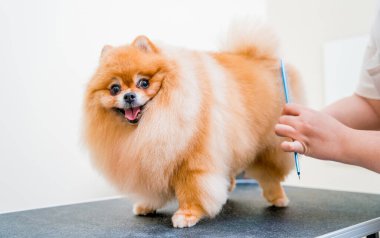 Koruyucu maskeli bir tımarcı kuaförde Pomeranya köpeği kesiyor.