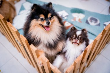 Güzellik salonunda pomeranian köpeğinin portresi..