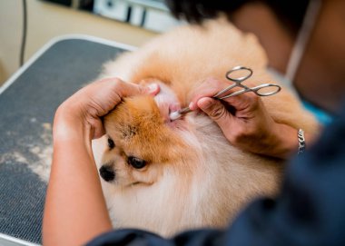 Koruyucu maske takan tımarcı kuaförde Pomeranya köpek kulakları temizliyor