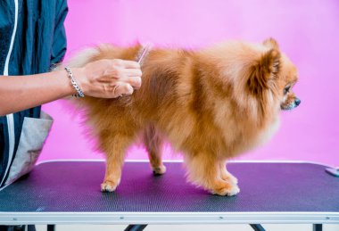 Groomer kuaförde Pomeranya köpeği kesiyor.