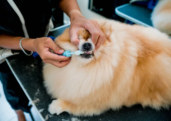 Groomer Cleans Pomeranian Dog Teeth Grooming Salon — Stock Photo, Image