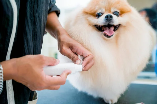 Pfleger Poliert Krallen Eines Pommerschen Hundes Pflegesalon — Stockfoto