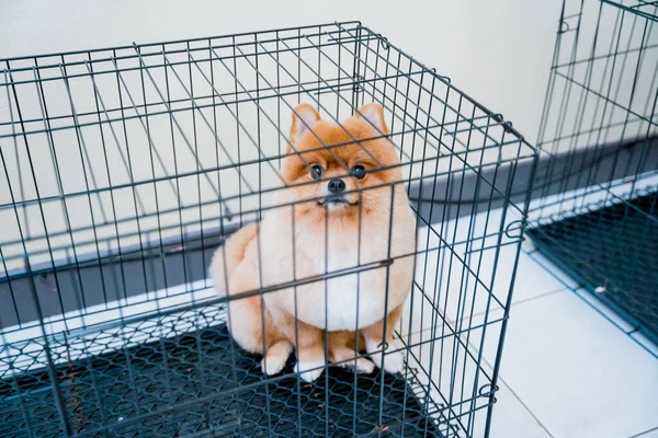 Portrait Cute Pomeranian Dog Grooming Salon — Stock Photo, Image