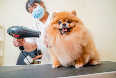 Bakımcı kuaförde yıkandıktan sonra Pomeranya köpeğini kurutur..