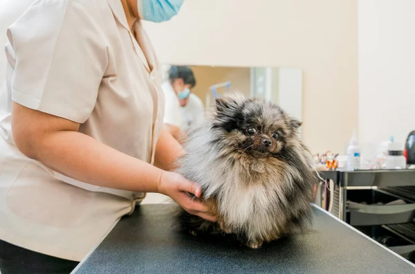Groomer Dengan Topeng Wajah Pelindung Memotong Anjing Pommern Salon Perawatan — Stok Foto