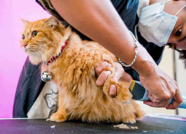 Groomer Різання Красивої Червоної Кішки Салон Догляду — стокове фото