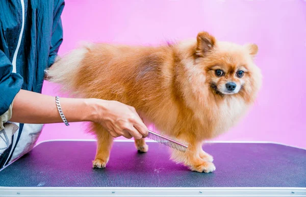 Groomer Schneidet Pommerschen Hund Pflegesalon — Stockfoto