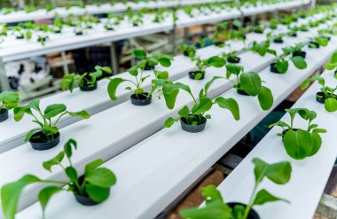 Hidroponik çiftliklerindeki kaplarda taze mikroçayırlarla dolu raflar.