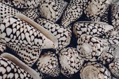 Bir sırada deniz tarağı kabuklarıyla süslenmiş duvar