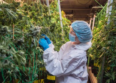 Kadın araştırmacı bir serada kenevir yaprağı ve tomurcuklarını inceliyor