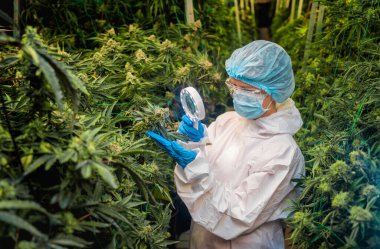 Kadın araştırmacı bir serada kenevir yaprağı ve tomurcuklarını inceliyor