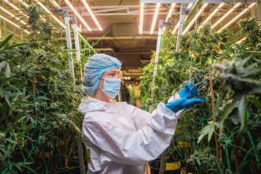 Kadın araştırmacı bir serada kenevir yaprağı ve tomurcuklarını inceliyor