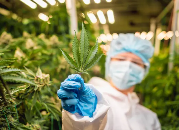 Vrouwelijke Onderzoeker Die Cannabisbladeren Knoppen Snijdt Een Kas — Stockfoto