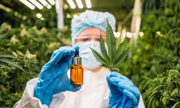 Investigadora Femenina Examina Aceite Cannabis Invernadero —  Fotos de Stock