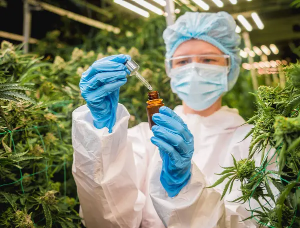 Kvinnlig Forskare Undersöker Cannabisolja Ett Växthus — Stockfoto
